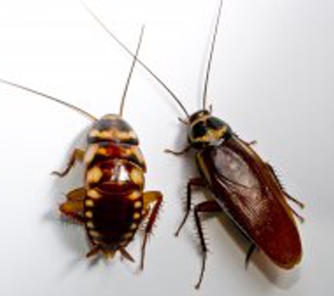 The Original Bugman Pest Elimination Inc - Lexington, SC