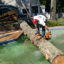 Hodgin & Son Tree Service - Tree Service