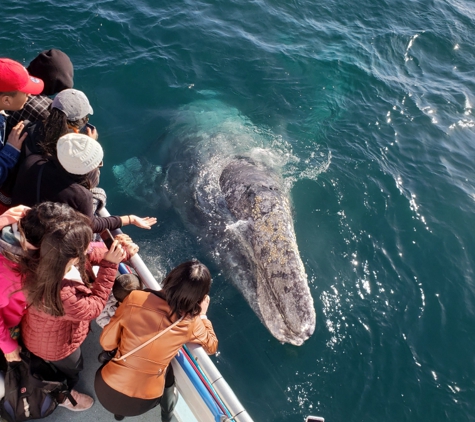 Davey's Locker Sport Fishing & Whale Watching - Newport Beach, CA