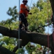 Arborvantage Tree Care