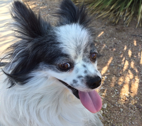 Four Footed Fitness - Tucson, AZ