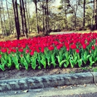 Brookgreen Gardens