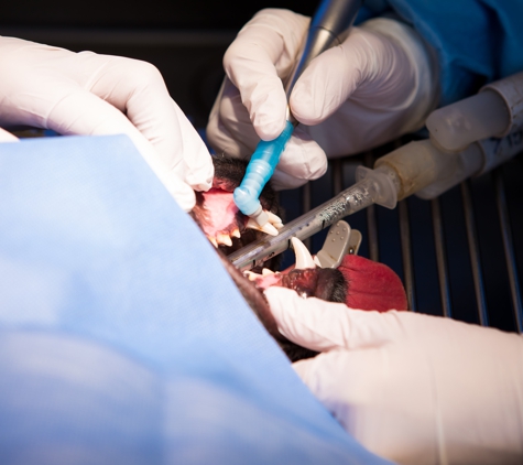 Warwick Veterinary Clinic - Warwick, QLD