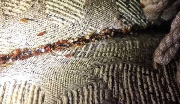 Phoenix Bed Bug Expert - Phoenix, AZ