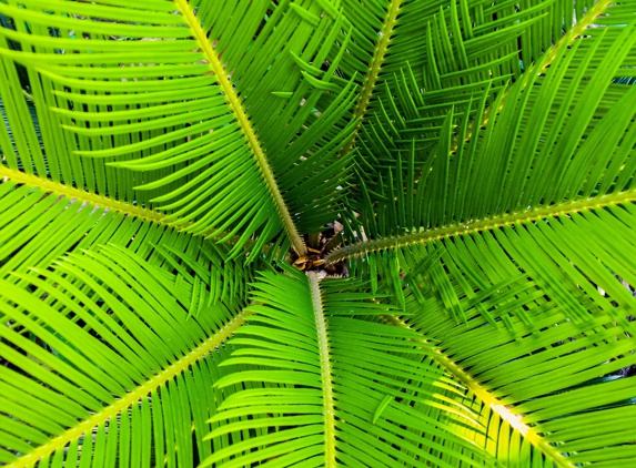 Coconut Party Rental - Colchester, CT