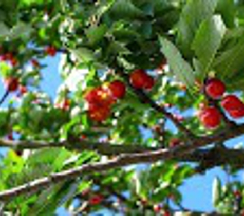 Bob Wells Nursery - Mineola, TX