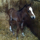 Dry Creek Equestrian Center