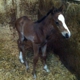 Dry Creek Equestrian Center