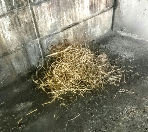 A Joy Chimney Sweep & Dryer Vent Cleaning Service - Valrico, FL. Removed a bird nest from chimney.