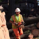 Frady Tree Care - Tree Service