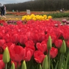 Wicked Tulips Flower Farm gallery