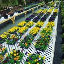 Smithbridge Gardens Center, Nursery & Landscaping - Nursery-Wholesale & Growers