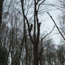 Hinman Tree Service - Tree Service