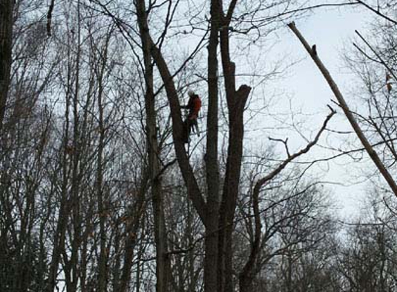 Hinman Tree Service - Collins, OH