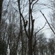 Hinman Tree Service