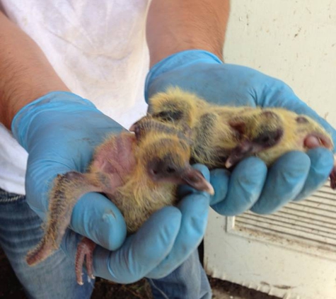 ATX Bat & Wildlife Control - Pflugerville, TX