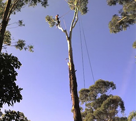 Walton's Tree Care Services