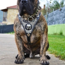 myDogoUSA - Pet Supplies & Foods-Wholesale & Manufacturers