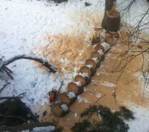 Shamrock Stump Removal & Tree Service Specialist - Rockaway Park, NY
