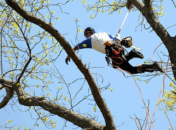 Tree Safe Solutions - Keilor East, VIC
