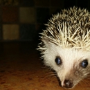 Sunshine Hedgehogs - Pet Services