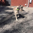 The Dog Spot Training & Enrichment Center - Pet Services