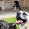 Paws 'n' Rec - Bentonville gallery
