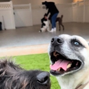 Paws 'n' Rec - Bentonville - Pet Services