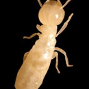Molter Pest & Wildlife Control - Termite Control