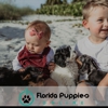 Florida Puppies Online gallery