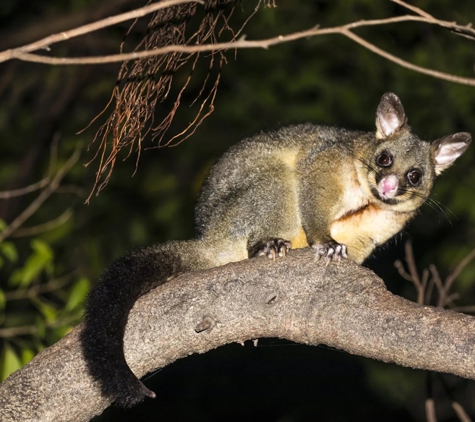 All Pest Solutions - Whiteside, QLD