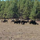 Bearizona Wildlife Park