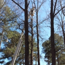 Abrasive Tree Service - Tree Service