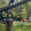 Professional Tree Care gallery