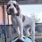 Olde Towne Pet Resort