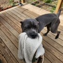 Broken Pines Dog Camp - Pet Training