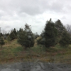 Crossen Christmas Tree Farm gallery