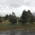 Crossen Christmas Tree Farm