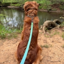Dog Training Elite Huntsville - Pet Training