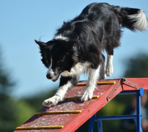 Dog Trainers Workshop - Fountain Inn, SC