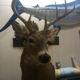 topnotchtaxidermy mobile unit