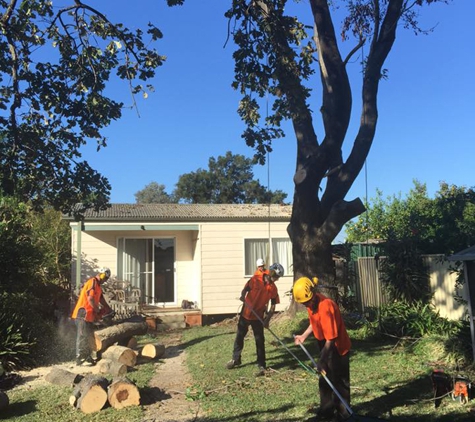 Plumb Trees - Croydon Park, NSW