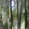 Davis Bamboo Nursery gallery