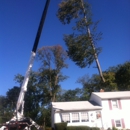 Mc Cullough Tree Experts Inc - Arborists