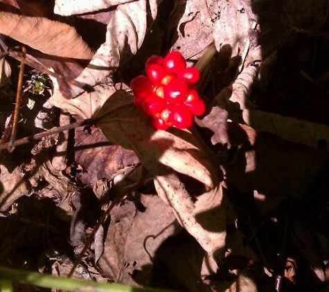 Camp Creek State Park & Forest - Camp Creek, WV