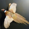 Advanced Taxidermy gallery