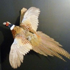 Advanced Taxidermy