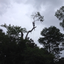 Elvis. Tree Climber Extraordinaire - Tree Service