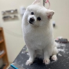 Pawtown Pet Resort gallery