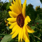 Sunflower Sundries